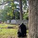 Illustration for article titled Goth Bear Is Ready For Halloween